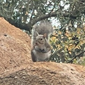 SPARE the SQUIRREL